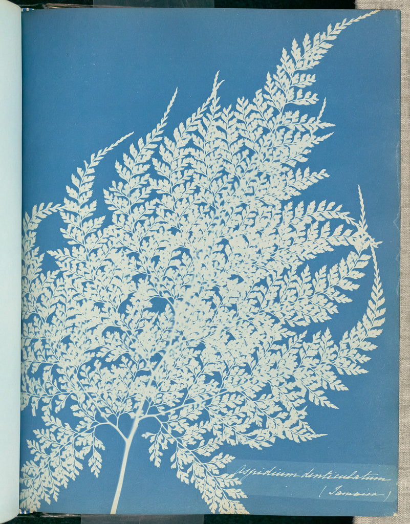 Anna Atkins:Aspidium denticulatum, Jamaica,16x12"(A3)Poster