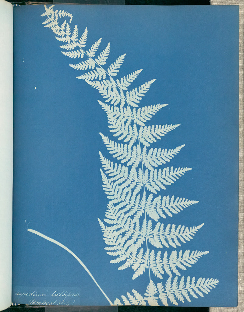 Anna Atkins:Aspidium bulbiferum, Montreal,16x12"(A3)Poster