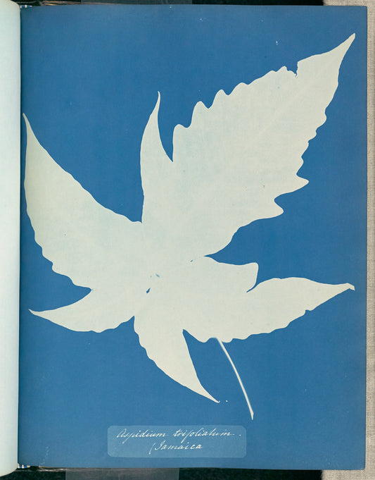 Anna Atkins:Aspidium trifoliatum, Jamaica,16x12"(A3)Poster