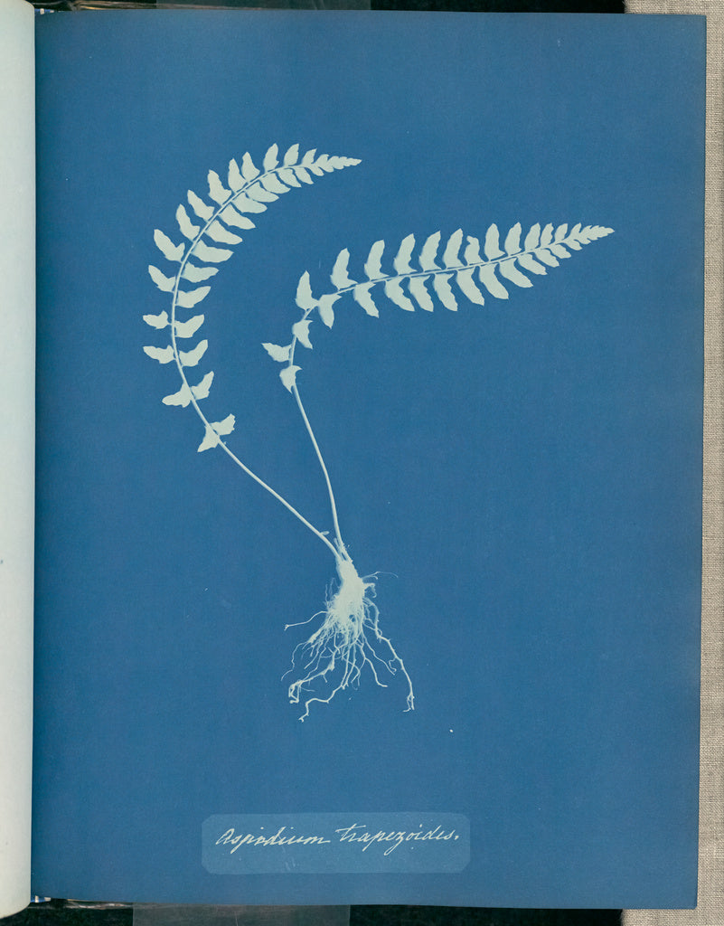 Anna Atkins:Aspidium trapezoides,16x12"(A3)Poster