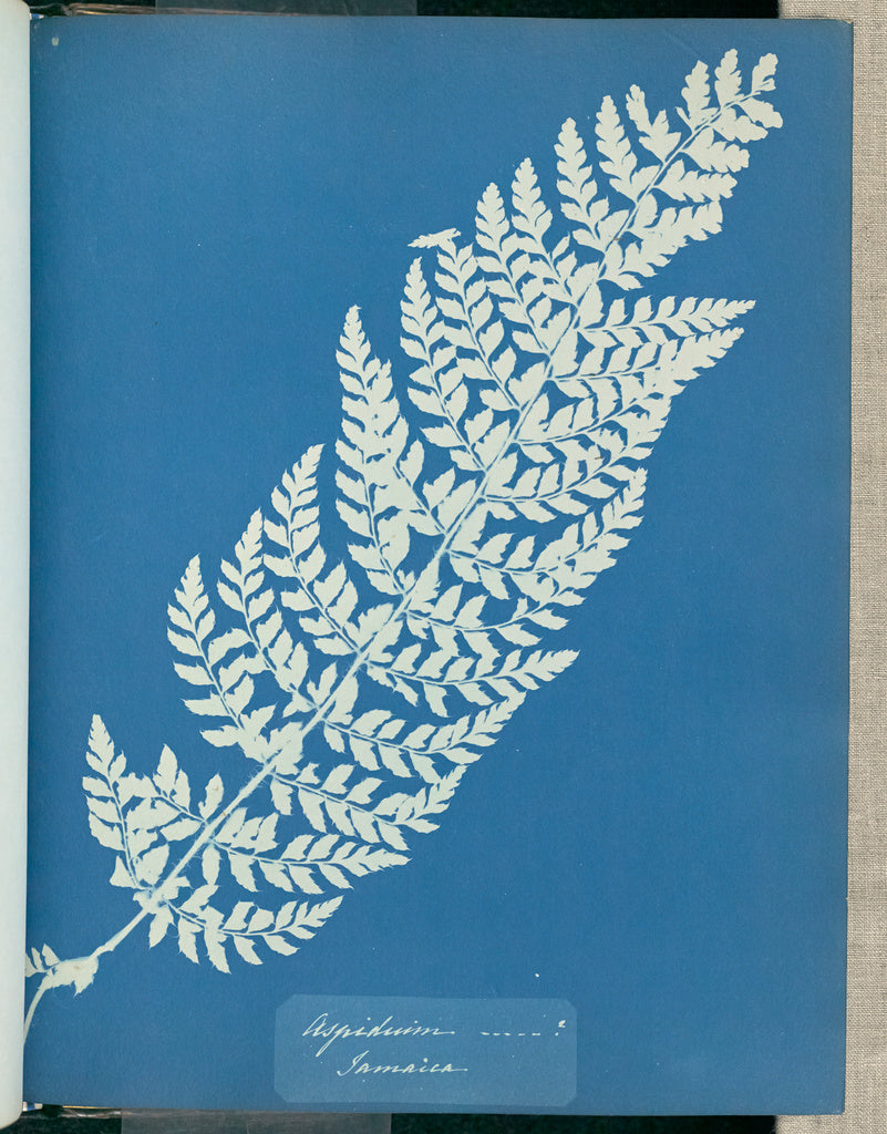 Anna Atkins:Aspidium ____ ?, Jamaica,16x12"(A3)Poster