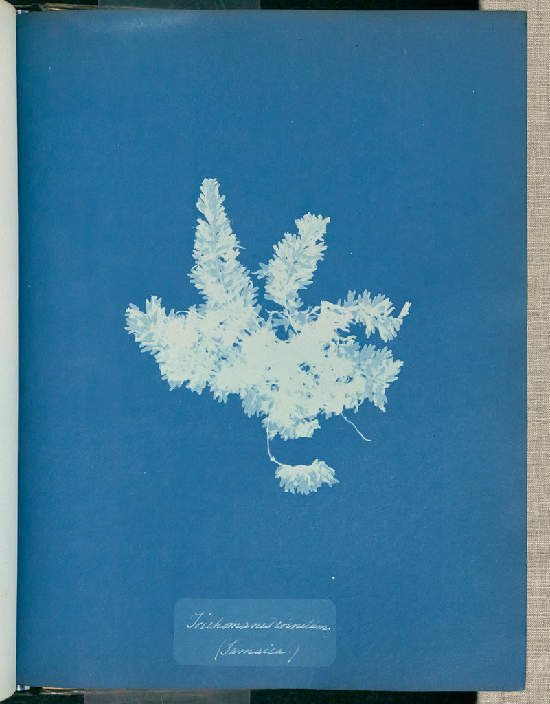 Anna Atkins:Trichomones crinitum, Jamaica,16x12"(A3)Poster