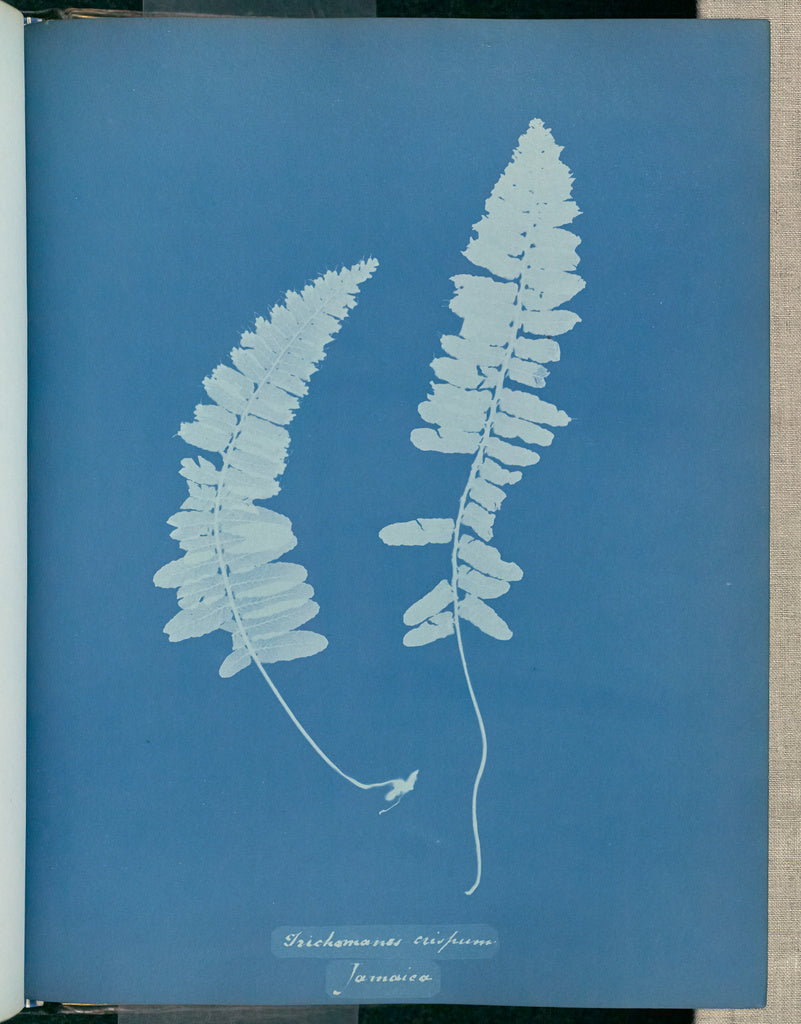 Anna Atkins:Trichomanes crispum, Jamaica,16x12"(A3)Poster