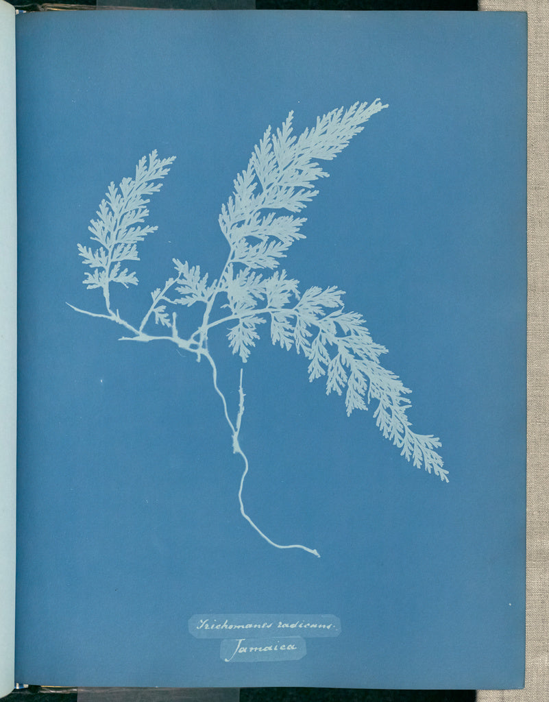 Anna Atkins:Trichomanes radicans, Jamaica,16x12"(A3)Poster