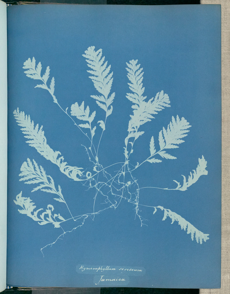 Anna Atkins:Hymenophyllum sericeum, Jamaica,16x12"(A3)Poster