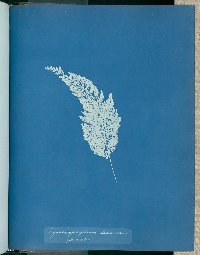 Anna Atkins:Hymenophyllum decurrens, Jamaica,16x12"(A3)Poster