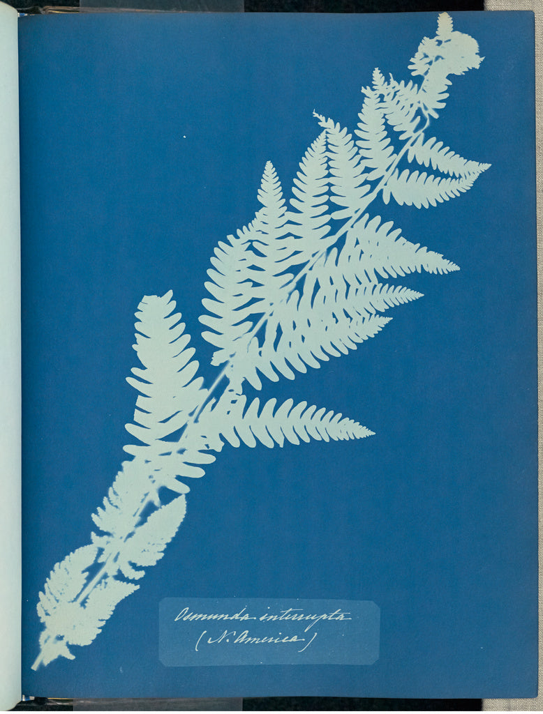 Anna Atkins:Osmunda interrupta, N. America,16x12"(A3)Poster