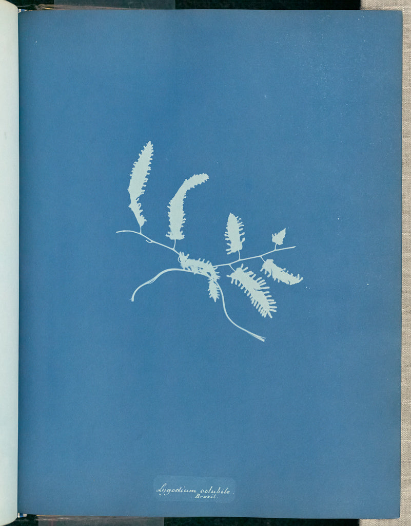 Anna Atkins:Lygodium volubile, Brazil,16x12"(A3)Poster