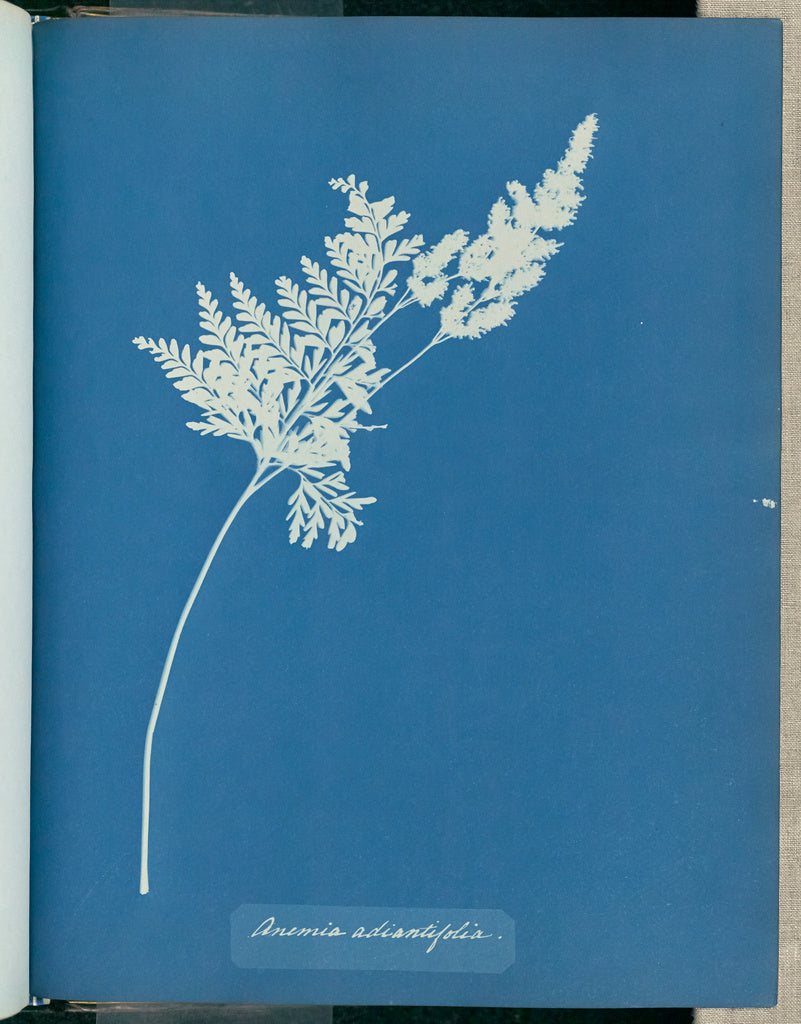 Anna Atkins:Anemia adiantifolia,16x12"(A3)Poster