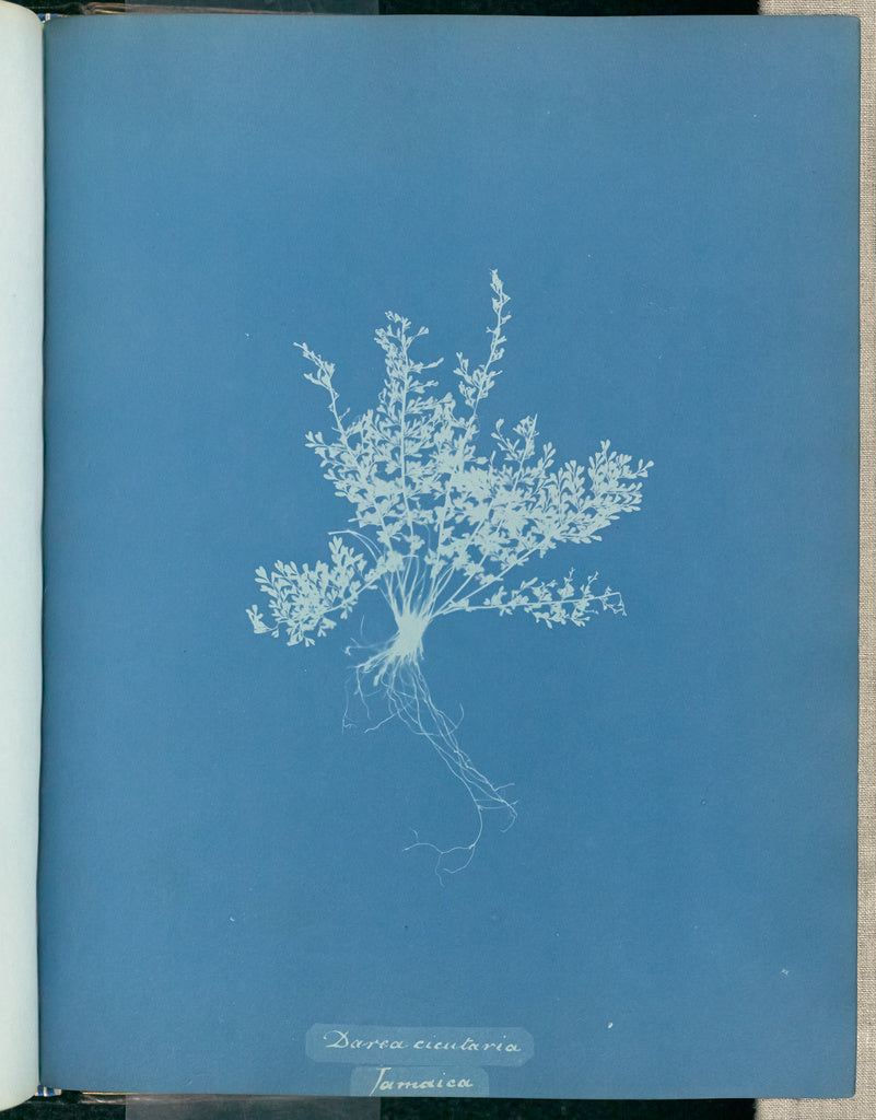 Anna Atkins:Darea cicutaria, Jamaica,16x12"(A3)Poster