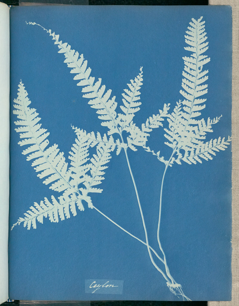 Anna Atkins:Ceylon,16x12"(A3)Poster