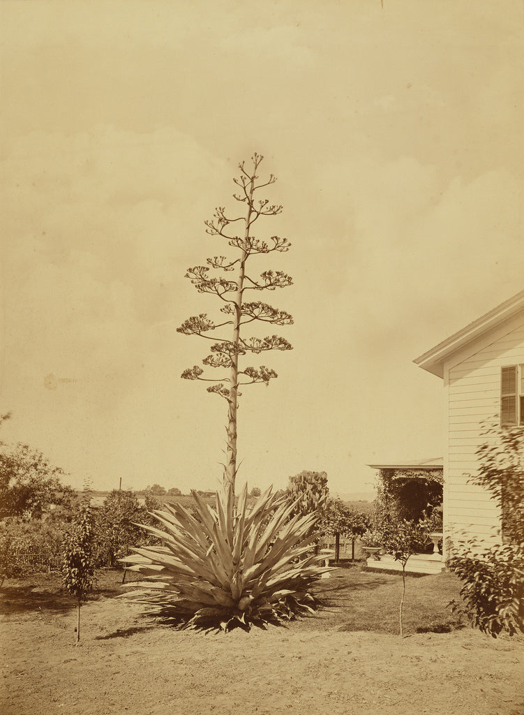 Carleton Watkins:[Century Plant, San Gabriel, Cal.],16x12"(A3)Poster