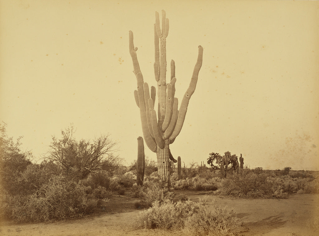 Carleton Watkins:[Cereus Gigantus, S.P.R.R., Arizona.], Poster Print Wall Art