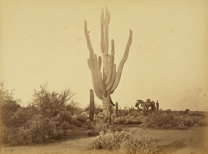 Carleton Watkins:[Cereus Gigantus, S.P.R.R., Arizona.],16x12