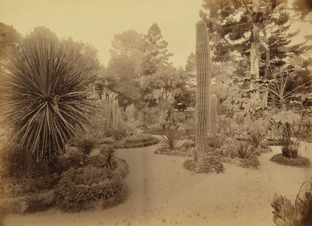 Carleton Watkins:[Monterey, California. Arizona Garden, Hote,16x12"(A3)Poster