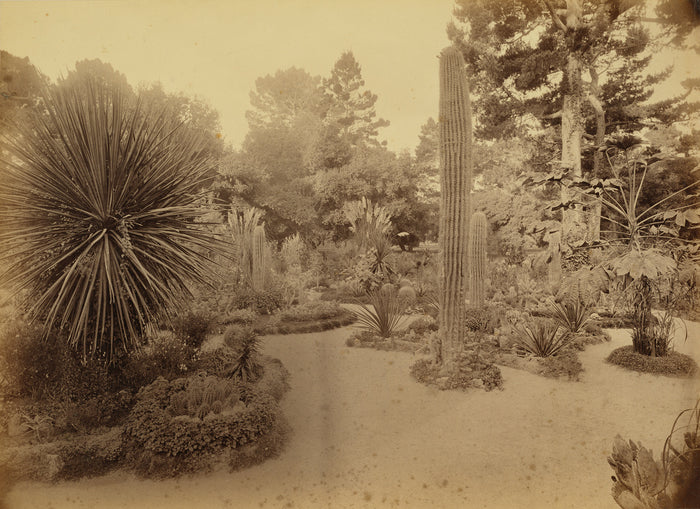 Carleton Watkins:[Monterey, California. Arizona Garden, Hote,16x12