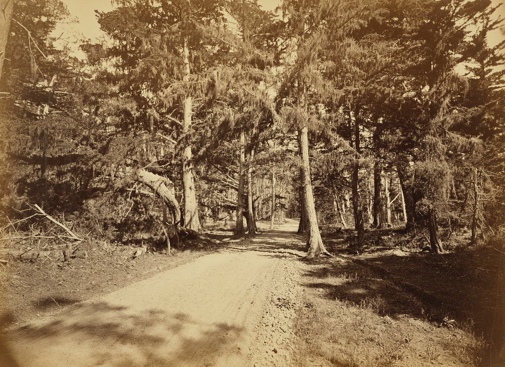 Carleton Watkins:[Monterey, California.  Moss Avenue, 18 Mil, Poster Print Wall Art