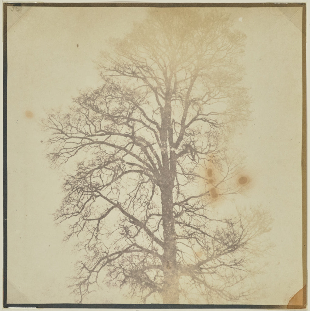 William Henry Fox Talbot:[Top of a Leafless Sycamore Tree], Poster Print Wall Art