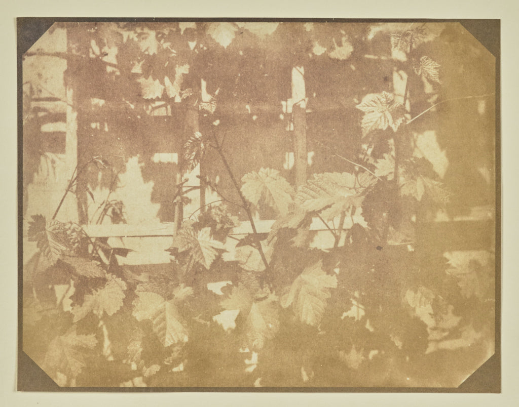 Hippolyte Bayard:[Leaves on a Trellis], Poster Print Wall Art