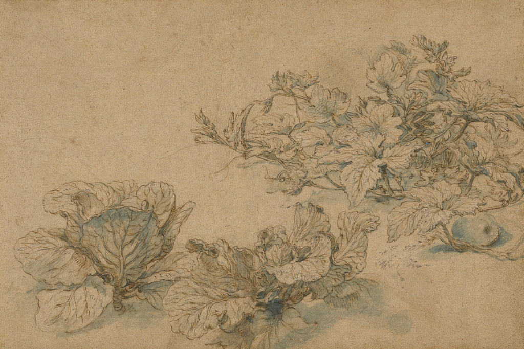 Abraham Bloemaert:Studies of a Marrow Plant and Cabbages, Poster Print Wall Art