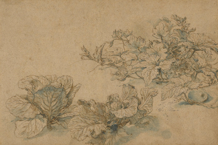 Abraham Bloemaert:Studies of a Marrow Plant and Cabbages,16x12