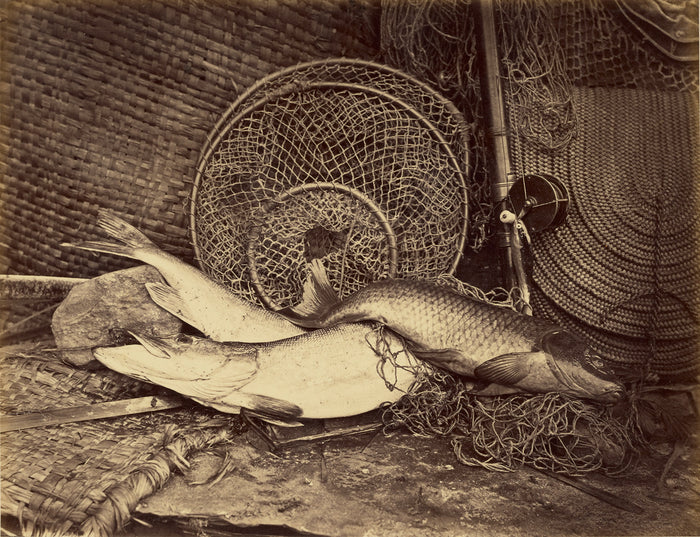Henry Bailey:Still Life with Carp and Pike,16x12