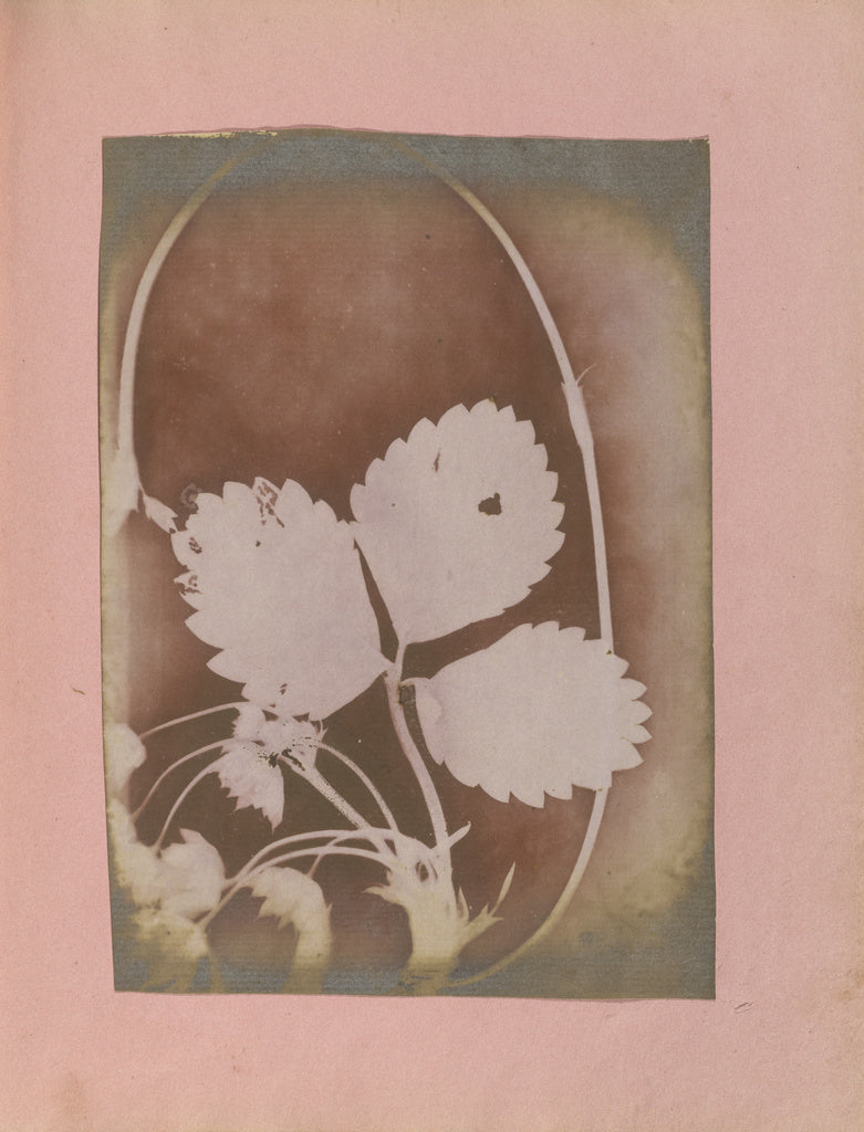 Unknown maker, British, active India about 1843:[Plant Branc, Poster Print Wall Art