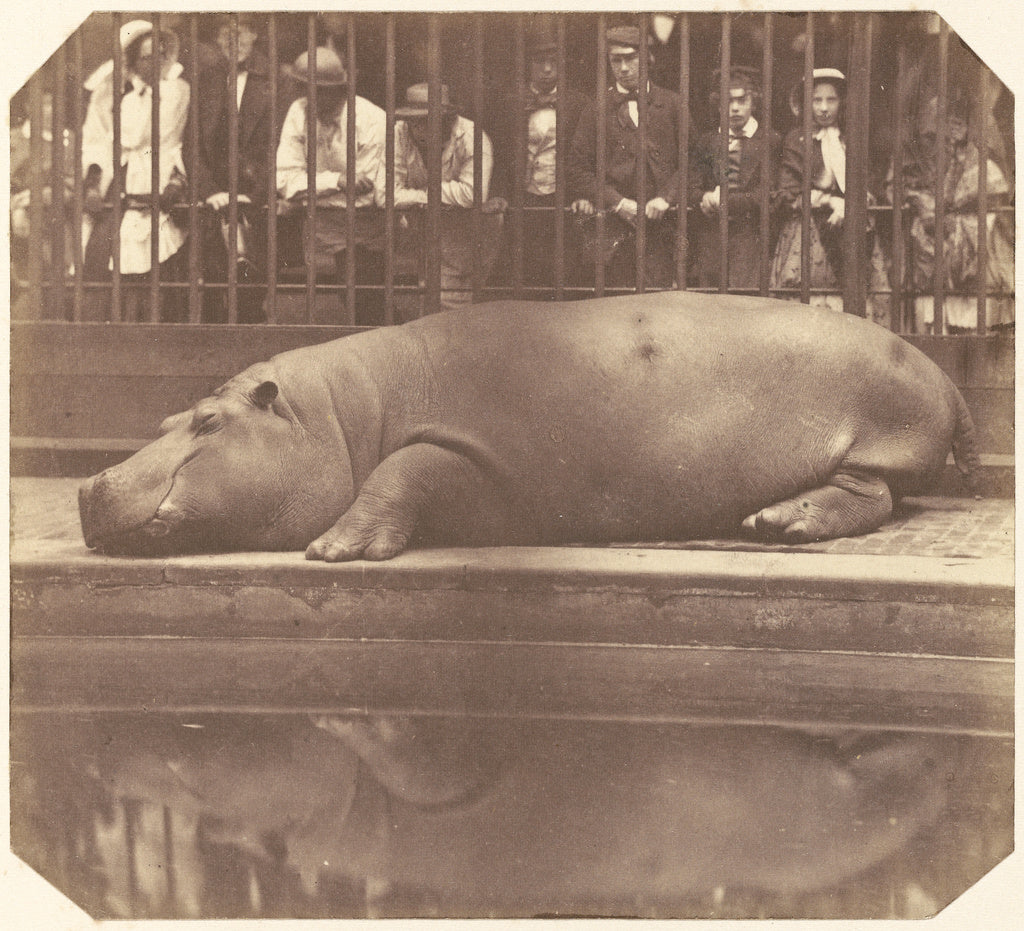 Count de Montizon:The Hippopotamus at the Zoological Gardens,16x12"(A3)Poster