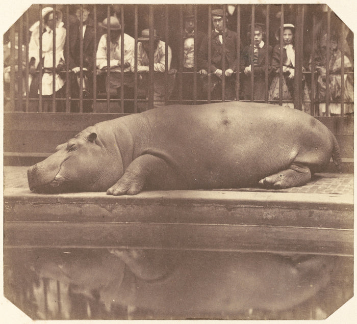 Count de Montizon:The Hippopotamus at the Zoological Gardens,16x12