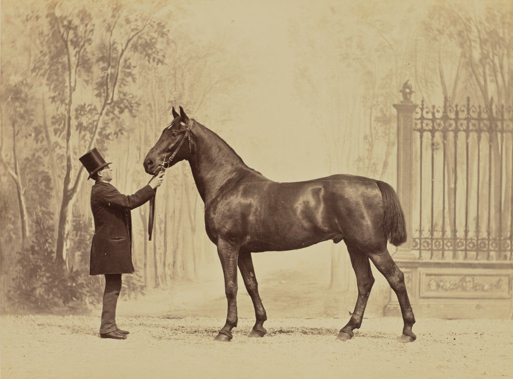 Louis-Jean Delton:Lahore, cheval d'attelage normand au Marqu, Poster Print Wall Art