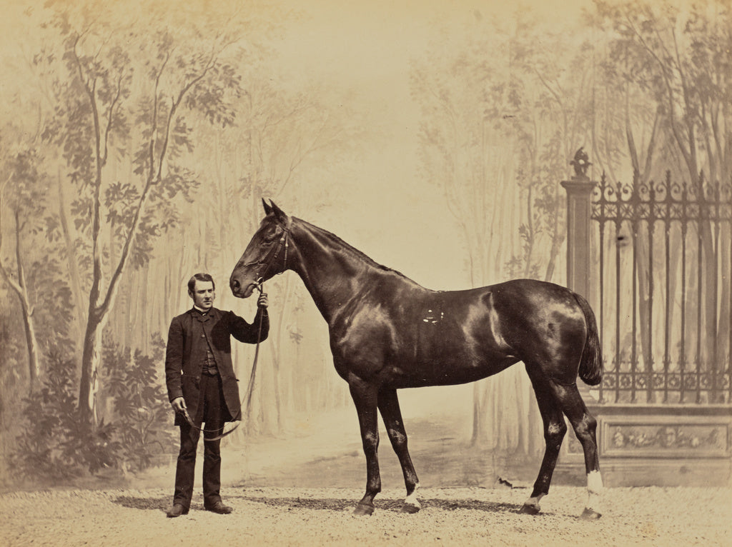 Louis-Jean Delton:Shang Haï, cheval d'attelage normand à M, Poster Print Wall Art