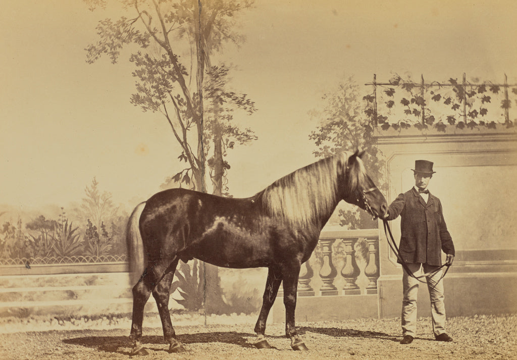 Louis-Jean Delton:Fine, Poney Finlandais, Ecuries russes de , Poster Print Wall Art