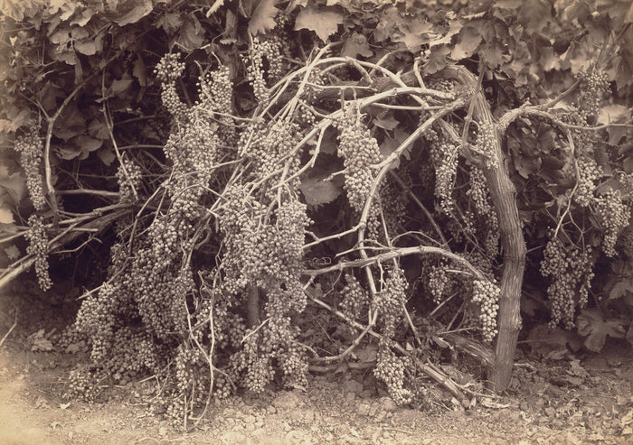 Carleton Watkins:[Thompson's Seedless Grapes],16x12