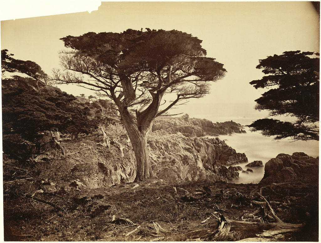 Carleton Watkins:[Cypress Point, Monterey], Poster Print Wall Art