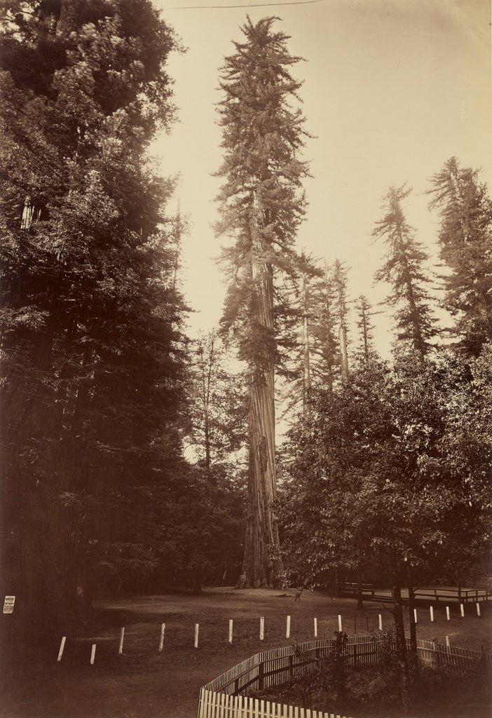Carleton Watkins:[Giant Redwood, Santa Cruz], Poster Print Wall Art