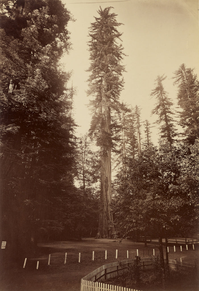 Carleton Watkins:[Giant Redwood, Santa Cruz],16x12