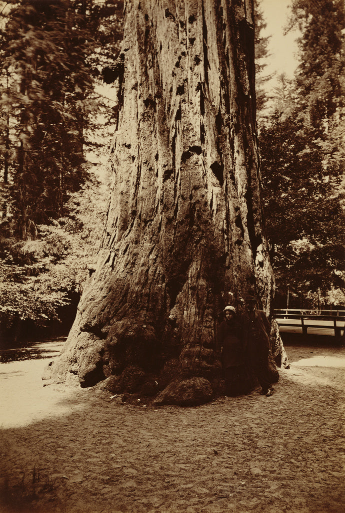 Carleton Watkins:[Big Tree Felton (Redwood), Santa Cruz],16x12"(A3)Poster