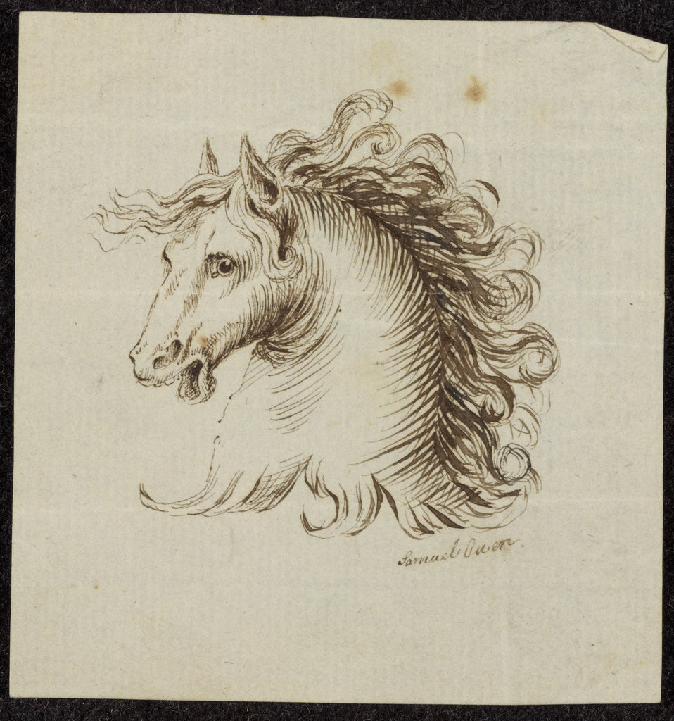Samuel H. Owen:[Head of a Horse], Poster Print Wall Art