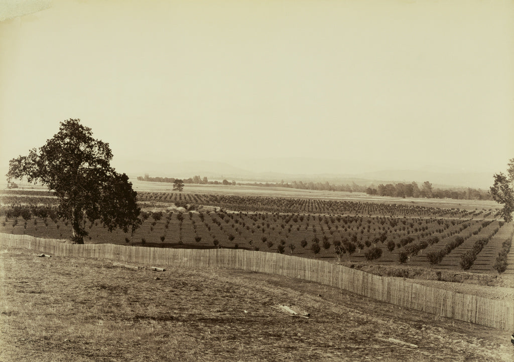 Carleton Watkins:[Young Orchard, Palermo, Butte County],16x12"(A3)Poster