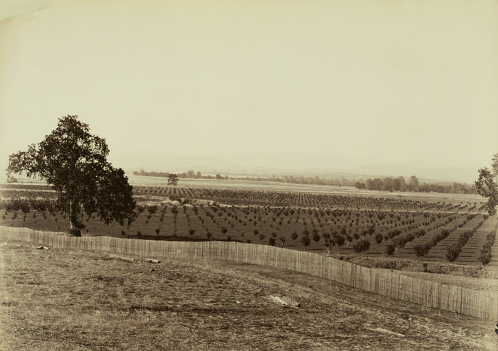 Carleton Watkins:[Young Orchard, Palermo, Butte County],16x12