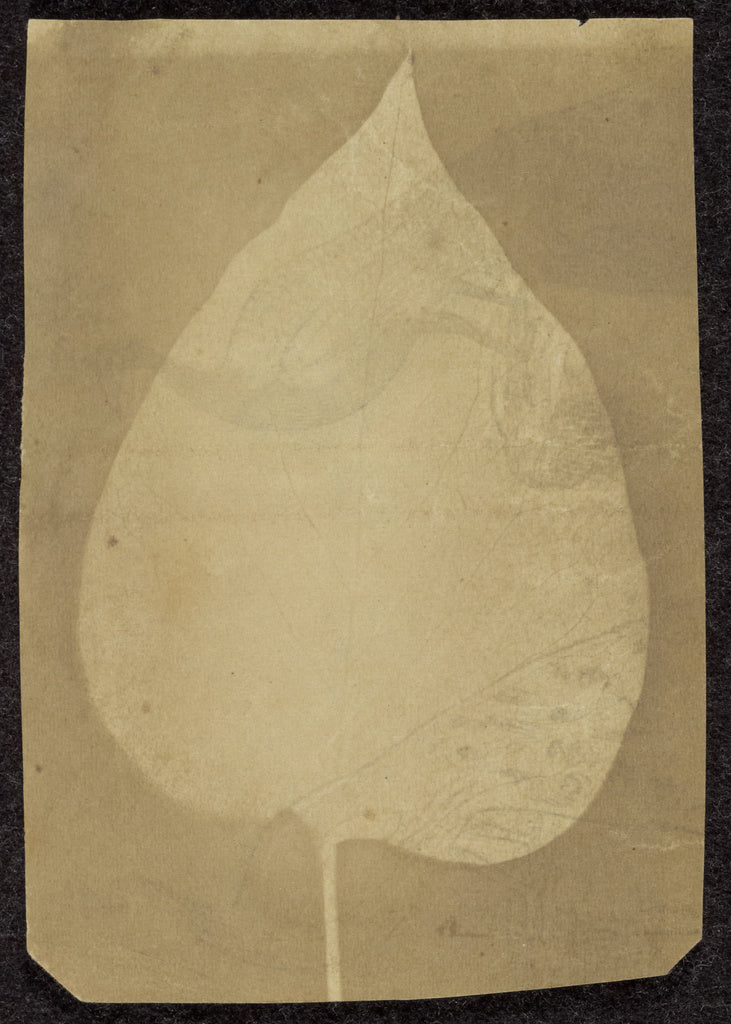 Unknown maker, British, active India about 1843:[A Single Le, Poster Print Wall Art