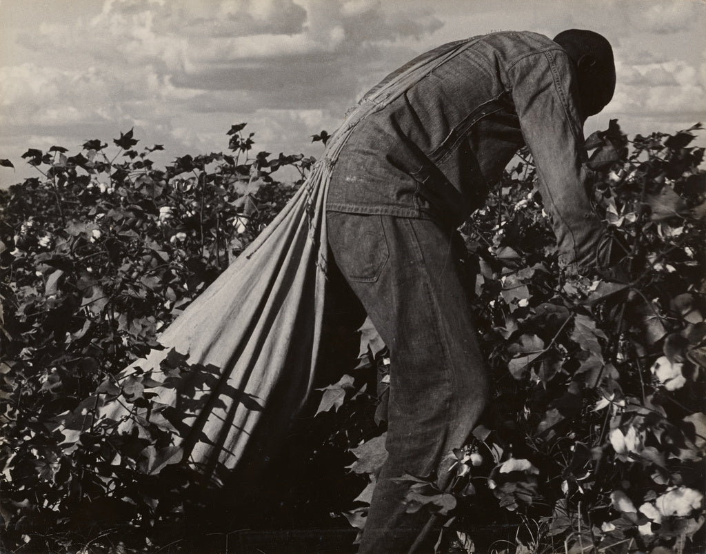 Dorothea Lange:Stoop Labor in Cotton Field, San Joaquin Vall,16x12"(A3)Poster