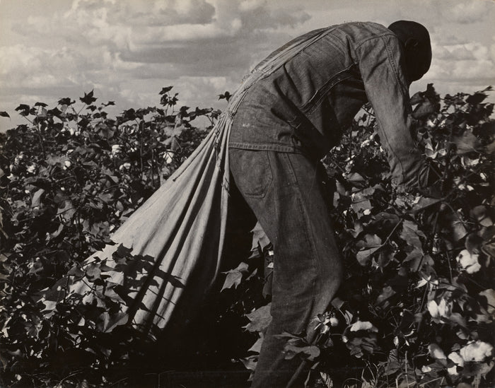 Dorothea Lange:Stoop Labor in Cotton Field, San Joaquin Vall,16x12