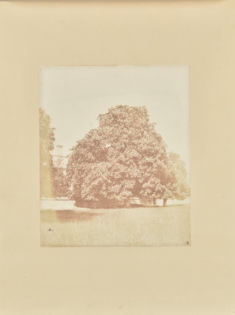Samuel Buckle:Chestnut Tree in Blossom, Thorpe Park, Poster Print Wall Art