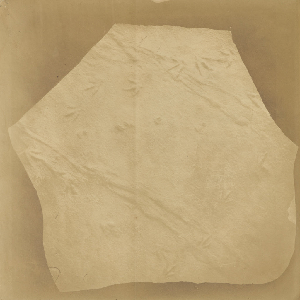 George M. Silsbee:[Fossilized bird tracks], Poster Print Wall Art