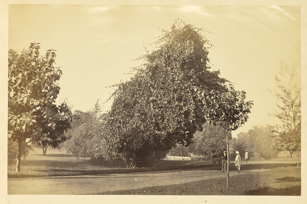 Unknown:[Park with Unpaved Road and Trees, India], Poster Print Wall Art