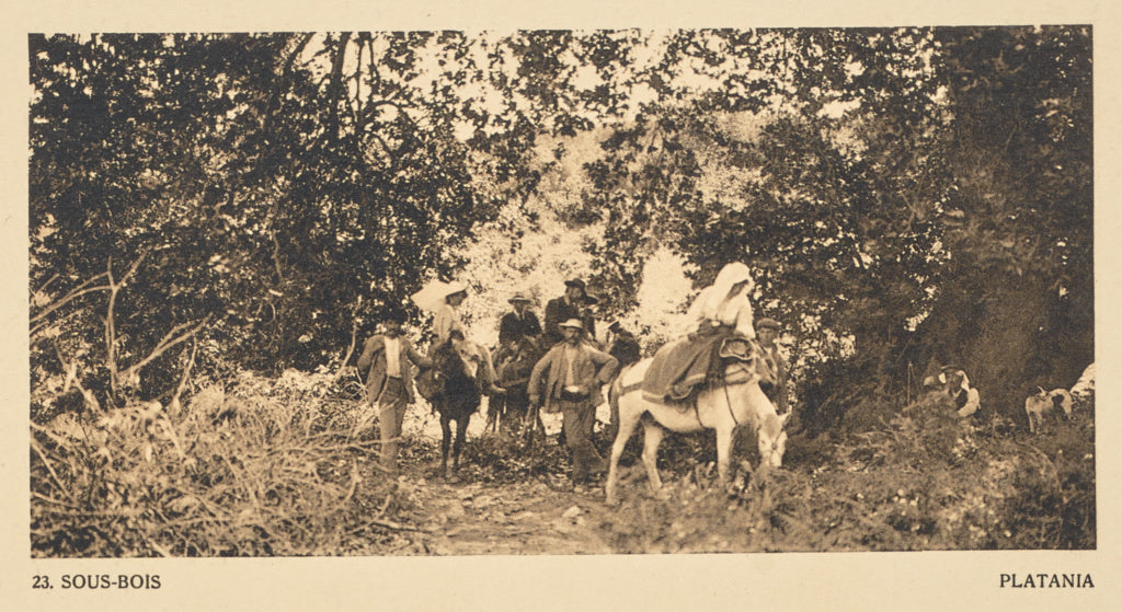 Frédéric Boissonnas:Sous-bois. Platania, Poster Print Wall Art