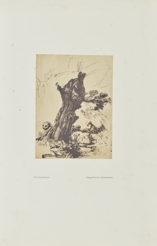 Bisson Frères:[Saint Jerome beside a pollard willow], Poster Print Wall Art