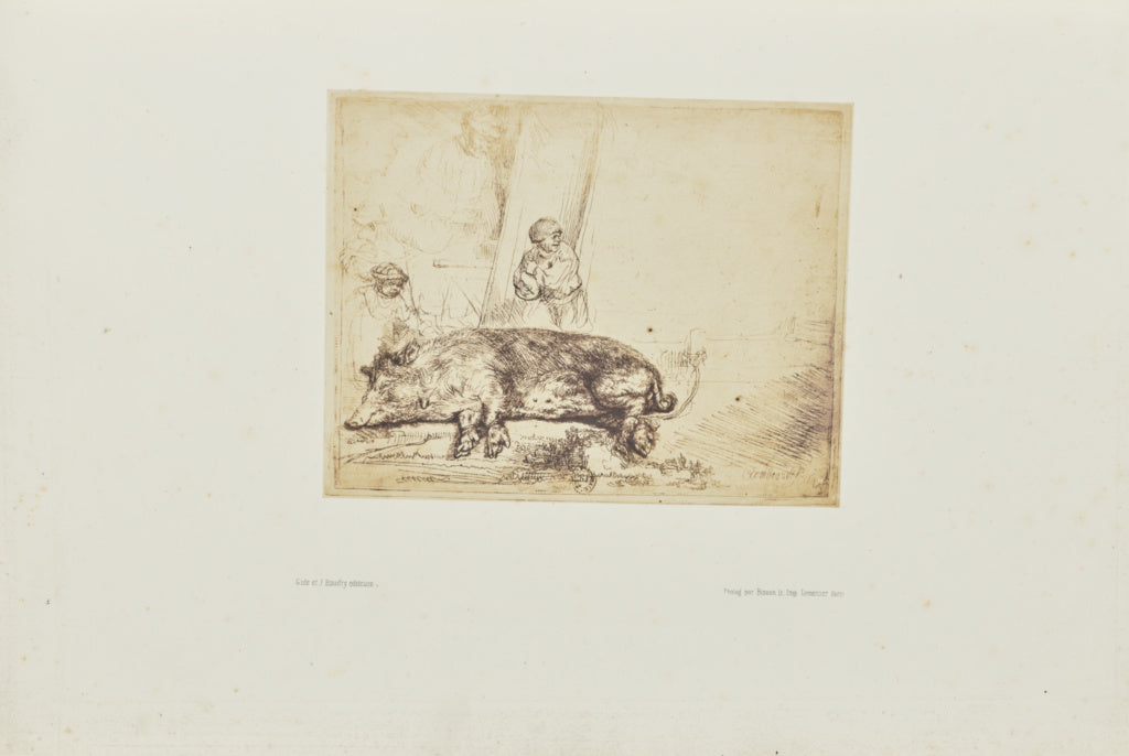 Bisson Frères:[The hog], Poster Print Wall Art