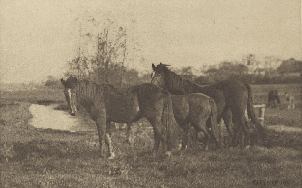 Peter Henry Emerson:Colts on a Norfolk Marsh, Poster Print Wall Art